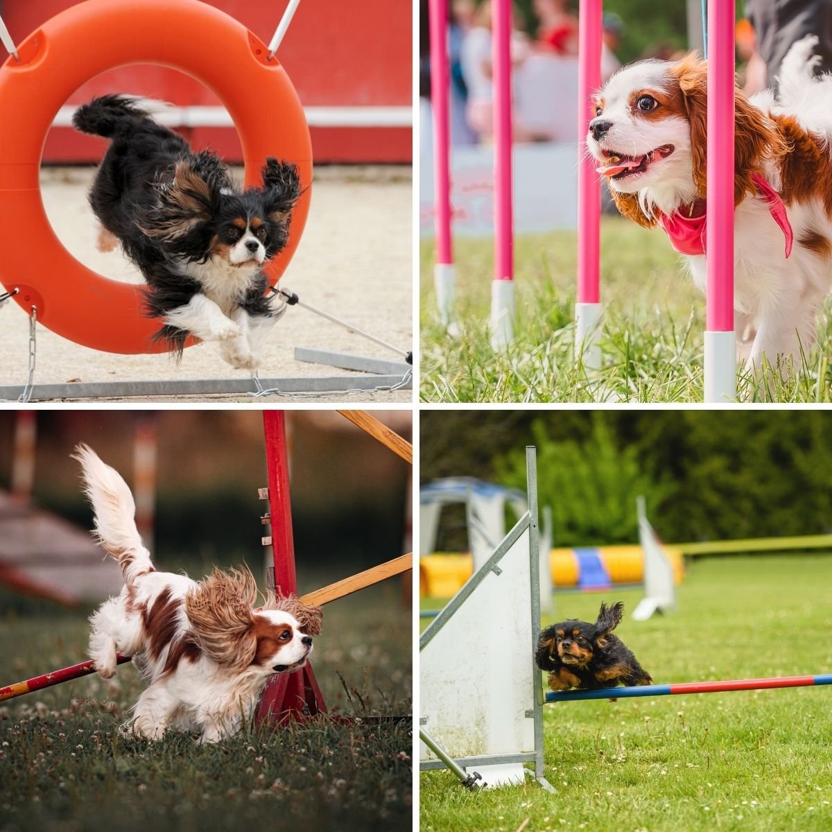 Cavaliers King Charles qui pratiquent l’agility
