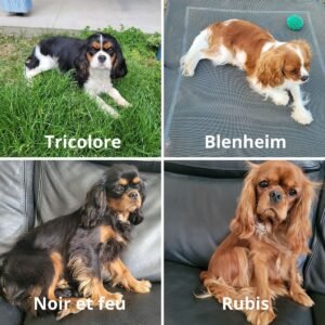 Photo représentant les quatre variantes de robes chez les Cavaliers King Charles : blenheim, tricolores, rubis et noir et feu.