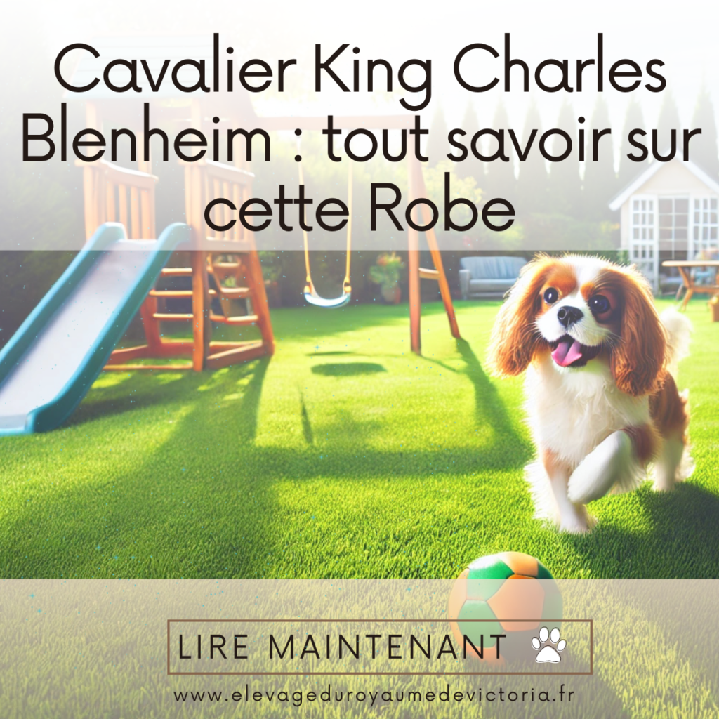 Cavalier King Charles Blenheim : tout savoir sur cette robe
